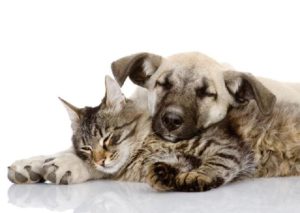 Cães e gatos como facilitar a convivência