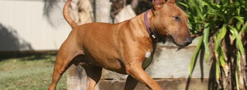Bull terrier: Você conhece bem essa raça?