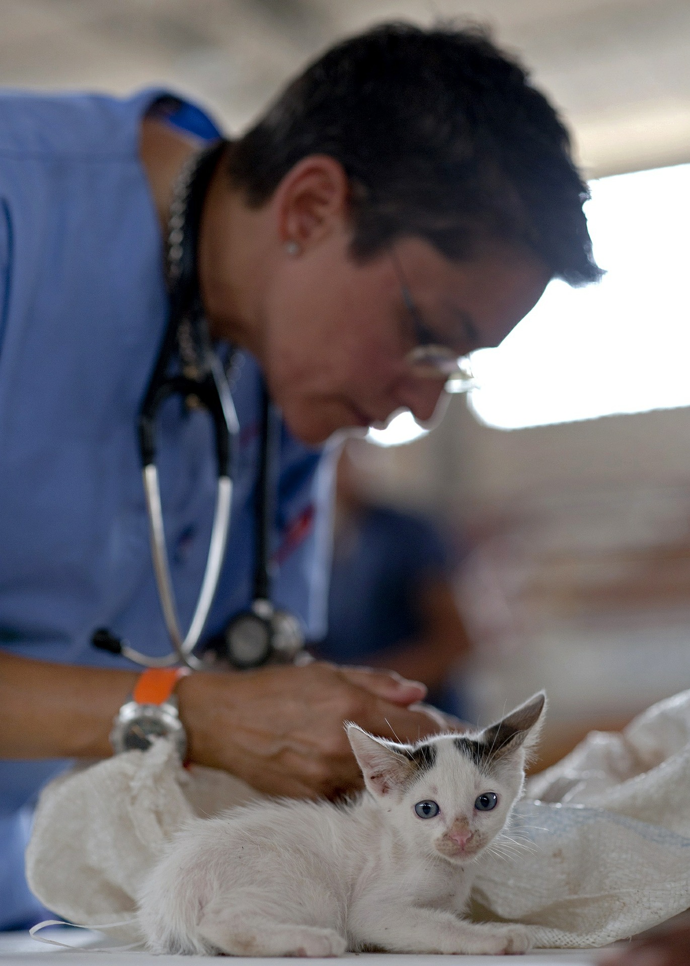 Médico veterinário: Qual a importância na vida de um animal