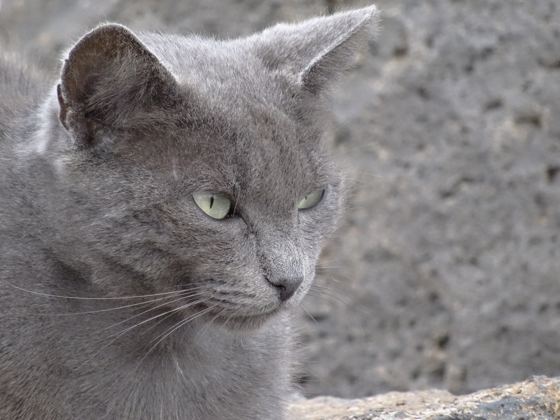 Tudo o que você precisa saber sobre gato persa