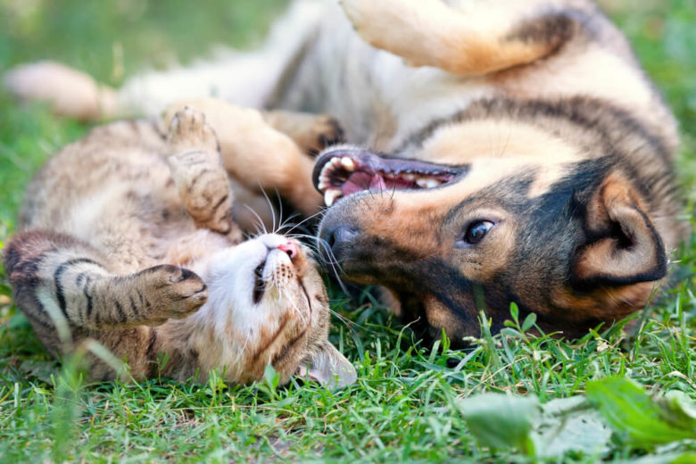 Cães e gatos como facilitar a convivência