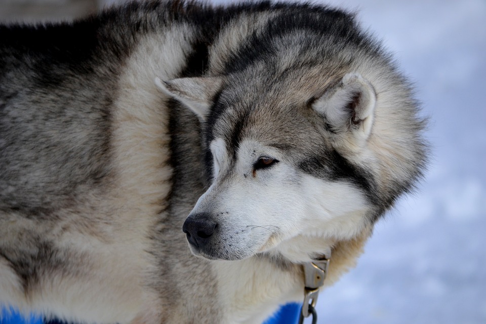 Husky Siberiano: conhece suas principais curiosidades?