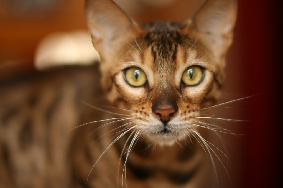 Gato de bengala: Conhece essa raça felina?