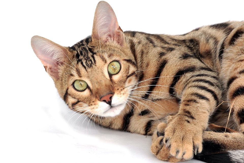 Gato de bengala: Conhece essa raça felina?