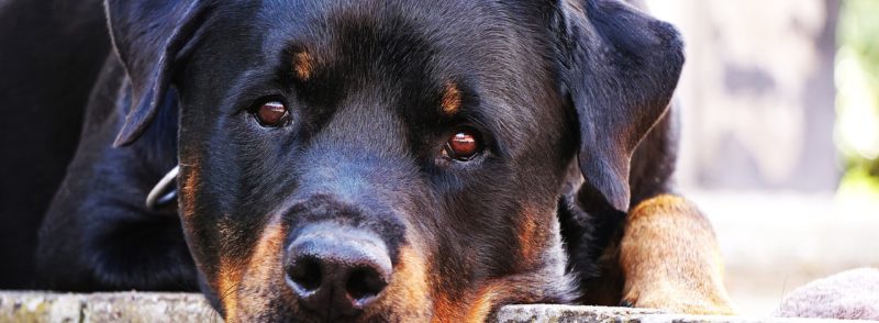 Rottweiler: Você conhece essa raça?