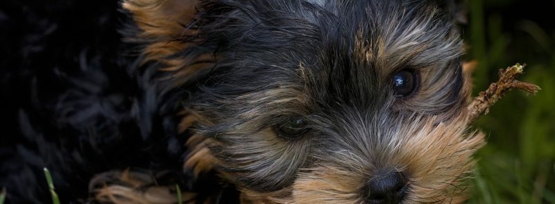 Yorkshire Terrier: Você conhece tudo sobre essa raça?