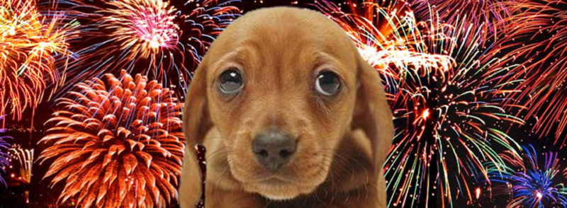 Como proteger os cães do som dos fogos de artifício no final do ano?